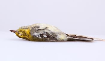 Media type: image;   Ornithology 294570 Description: Dendroica virens;  Aspect: lateral